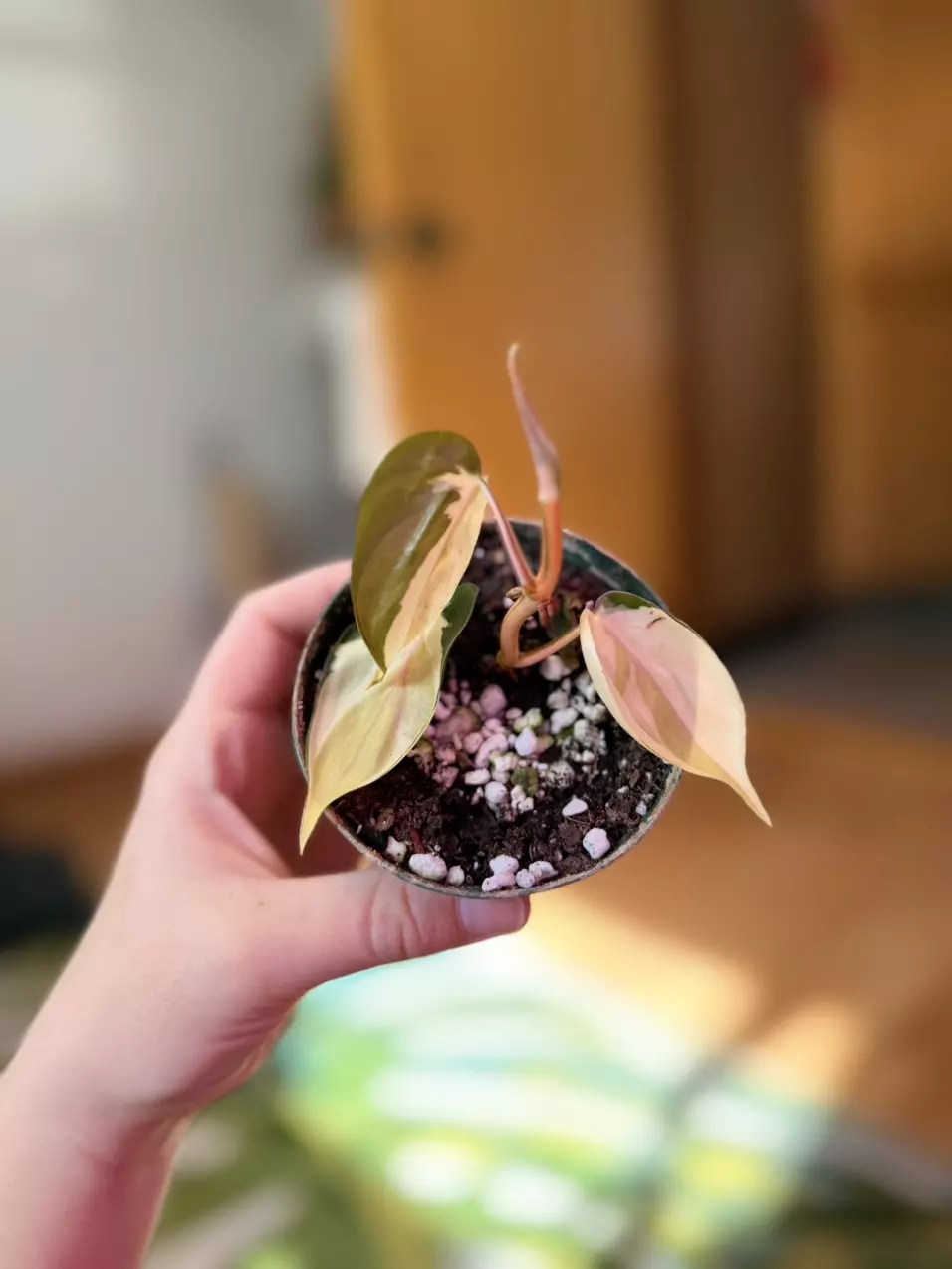 Philodendron Gabby thumbnail