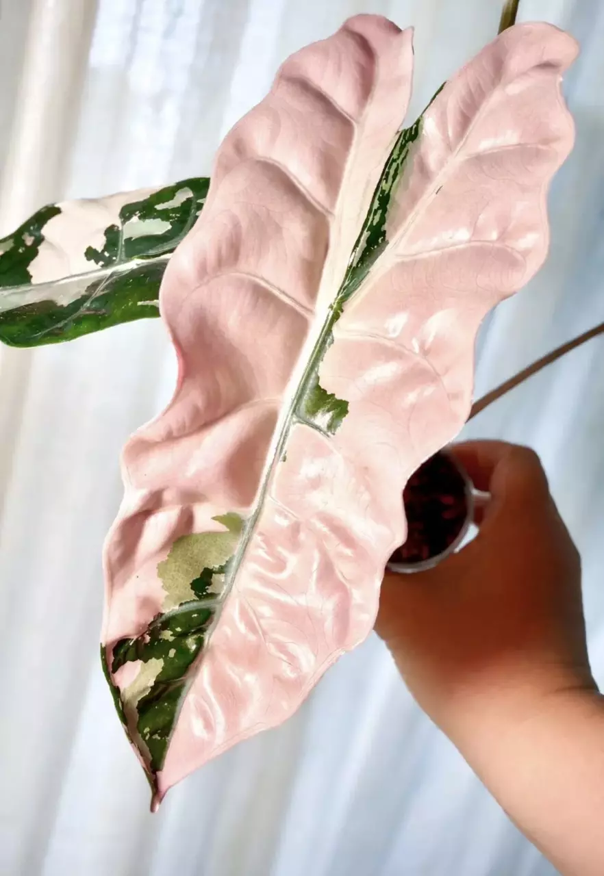 Alocasia Pink Chantrieri Corm B thumbnail