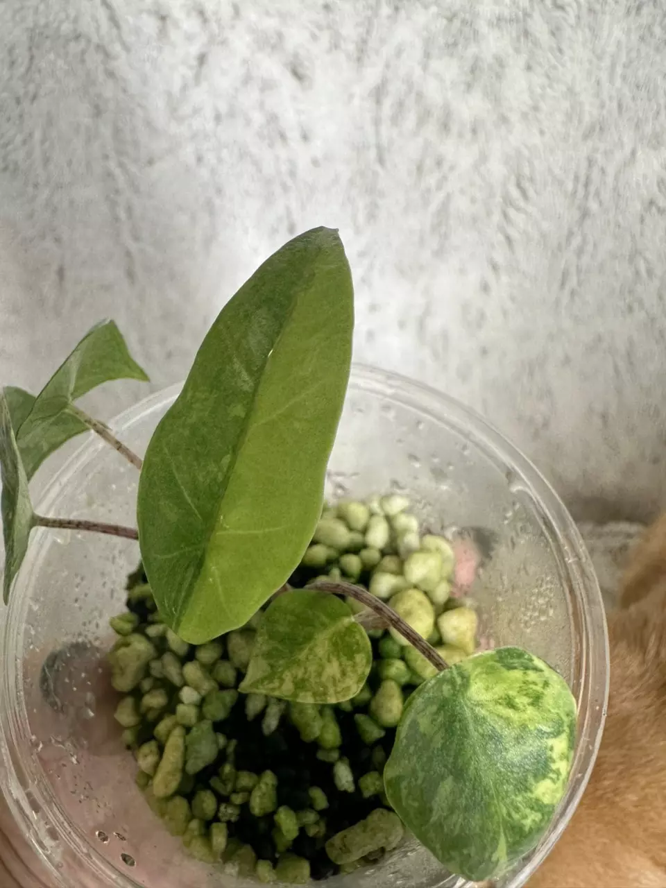 Alocasia heterophylla blue metallic thumbnail