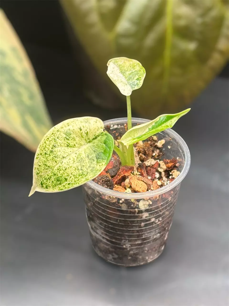Alocasia Dragon Scale Mint thumbnail