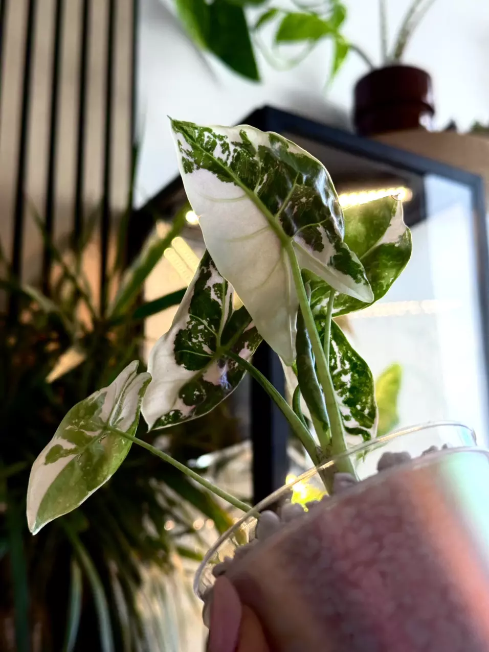 ✨rare✨ alocasia pink back longiloba albo corm 🎀 thumbnail