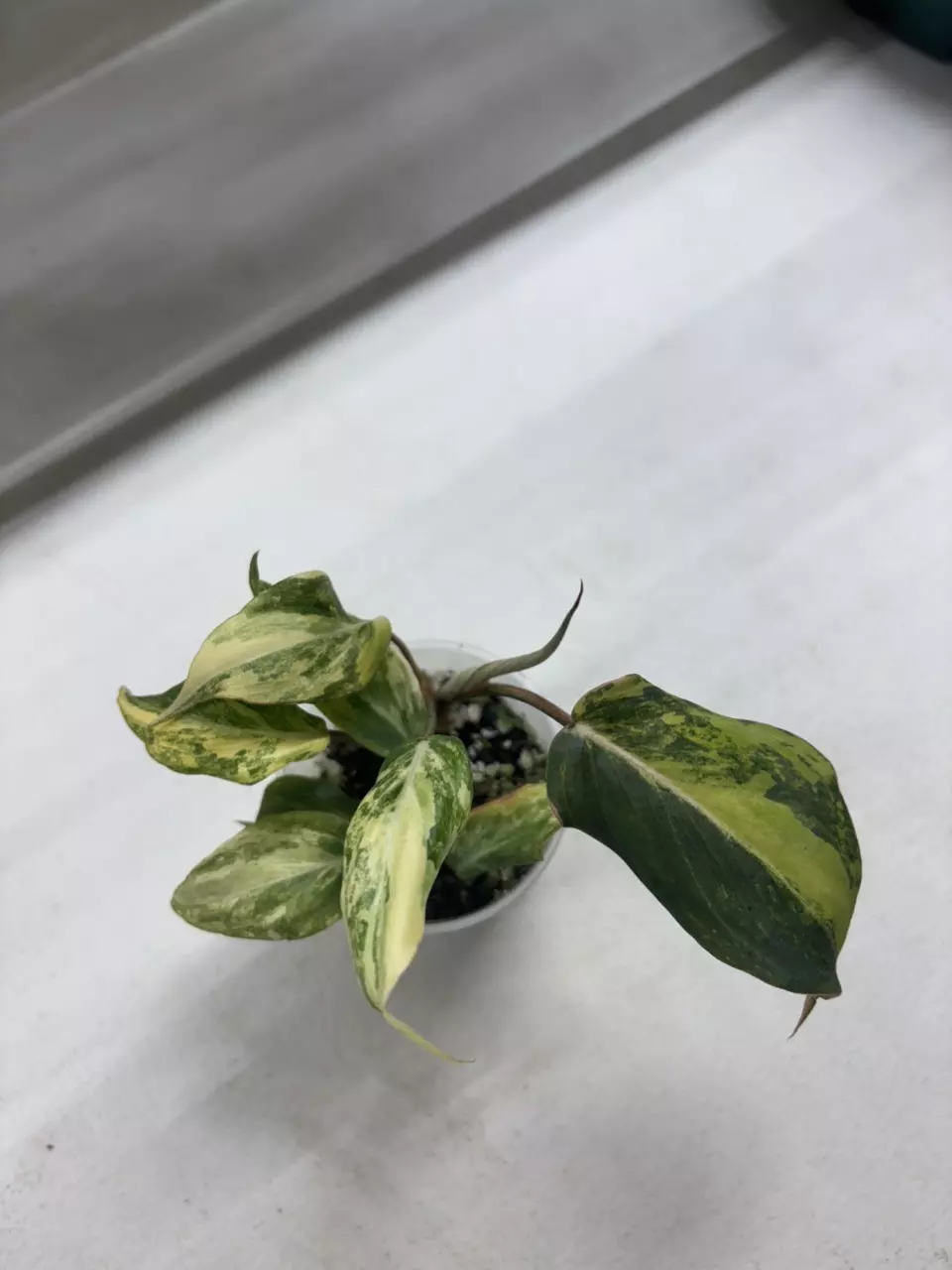 🔥Type 2 Gloriosum thumbnail