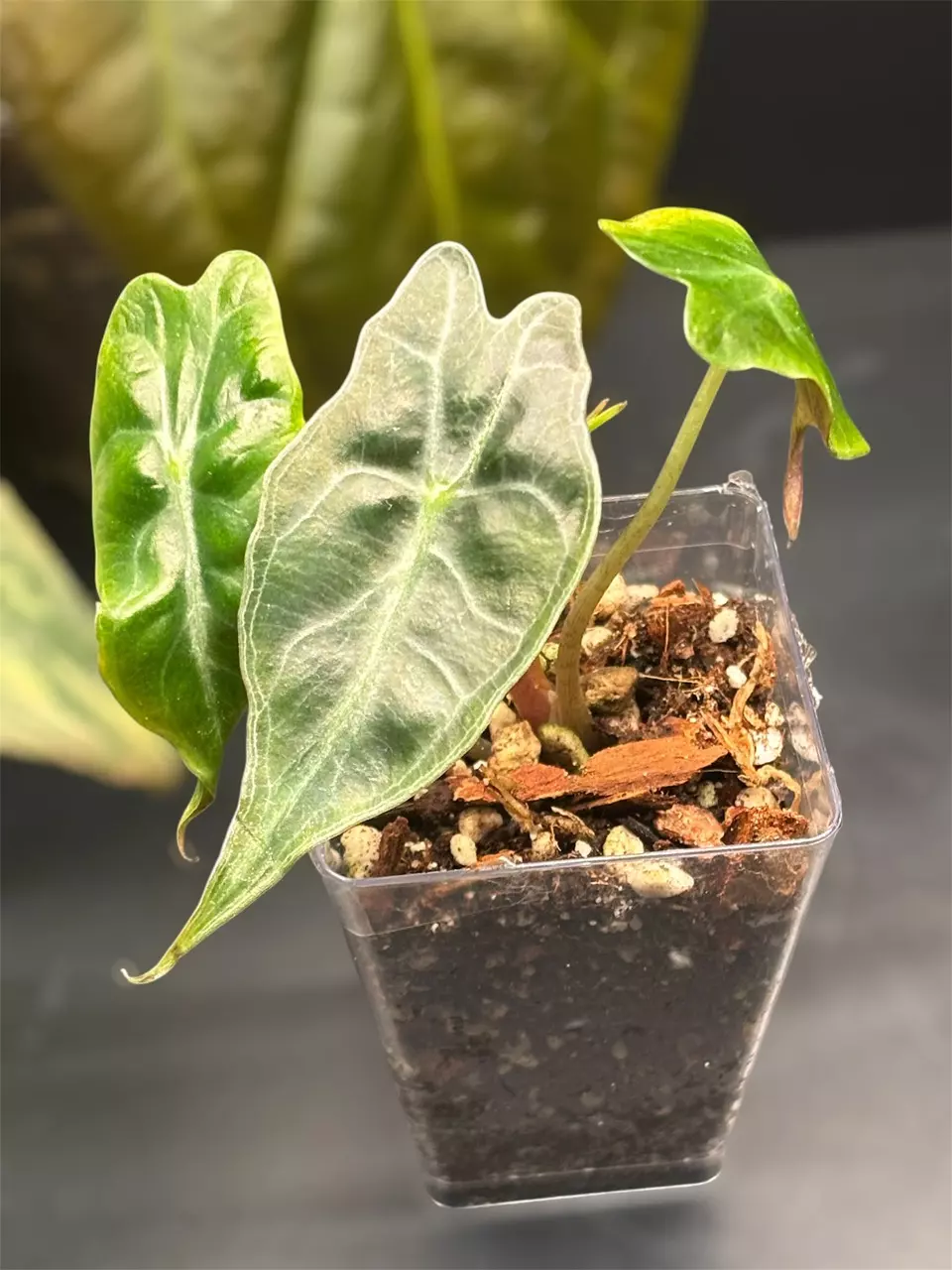 Alocasia Venom thumbnail