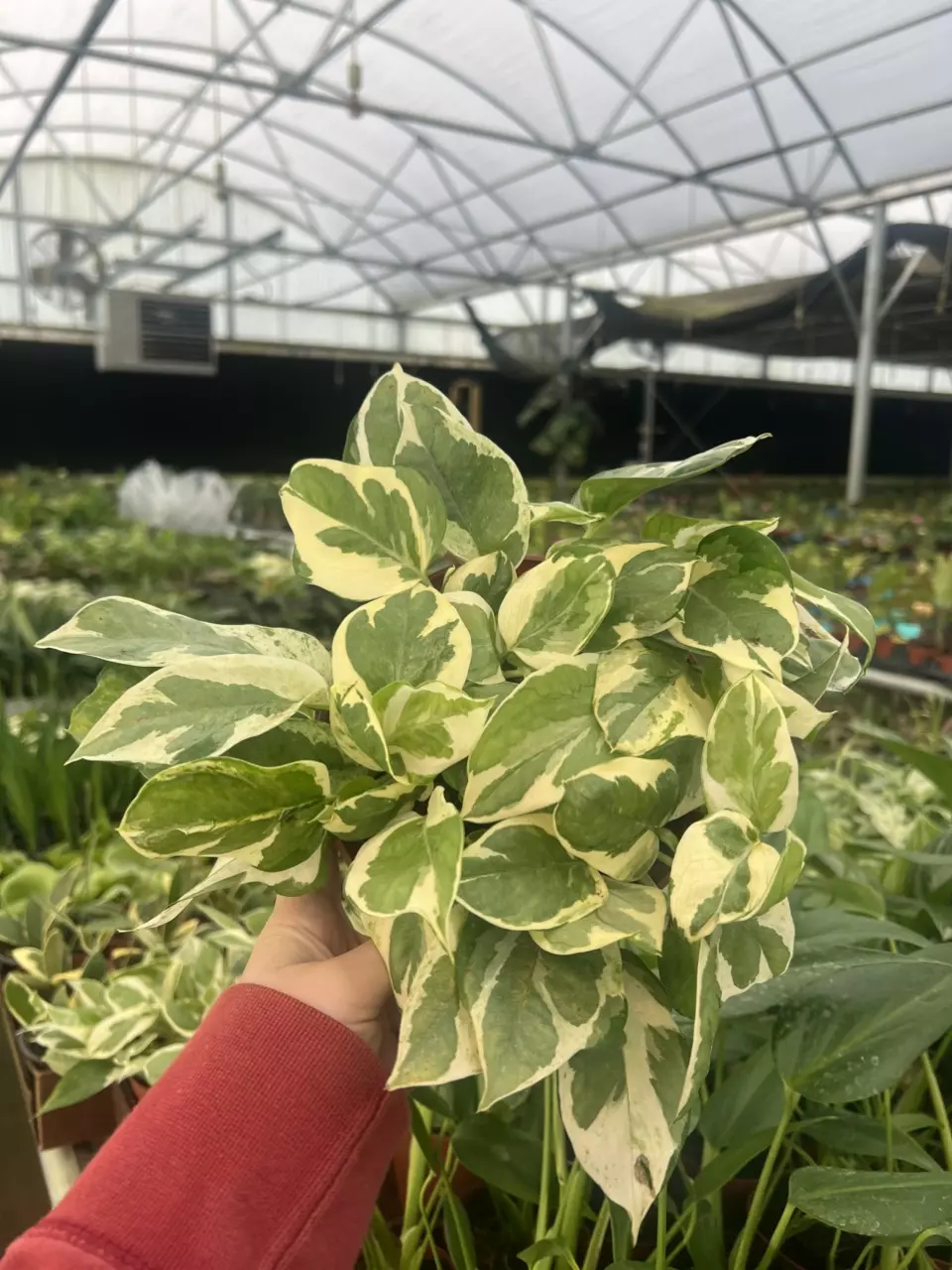 N Joy Pothos 6” pot growers choice thumbnail