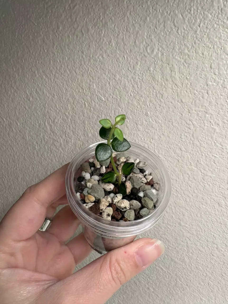 Hoya Chinghungensis Variegated thumbnail