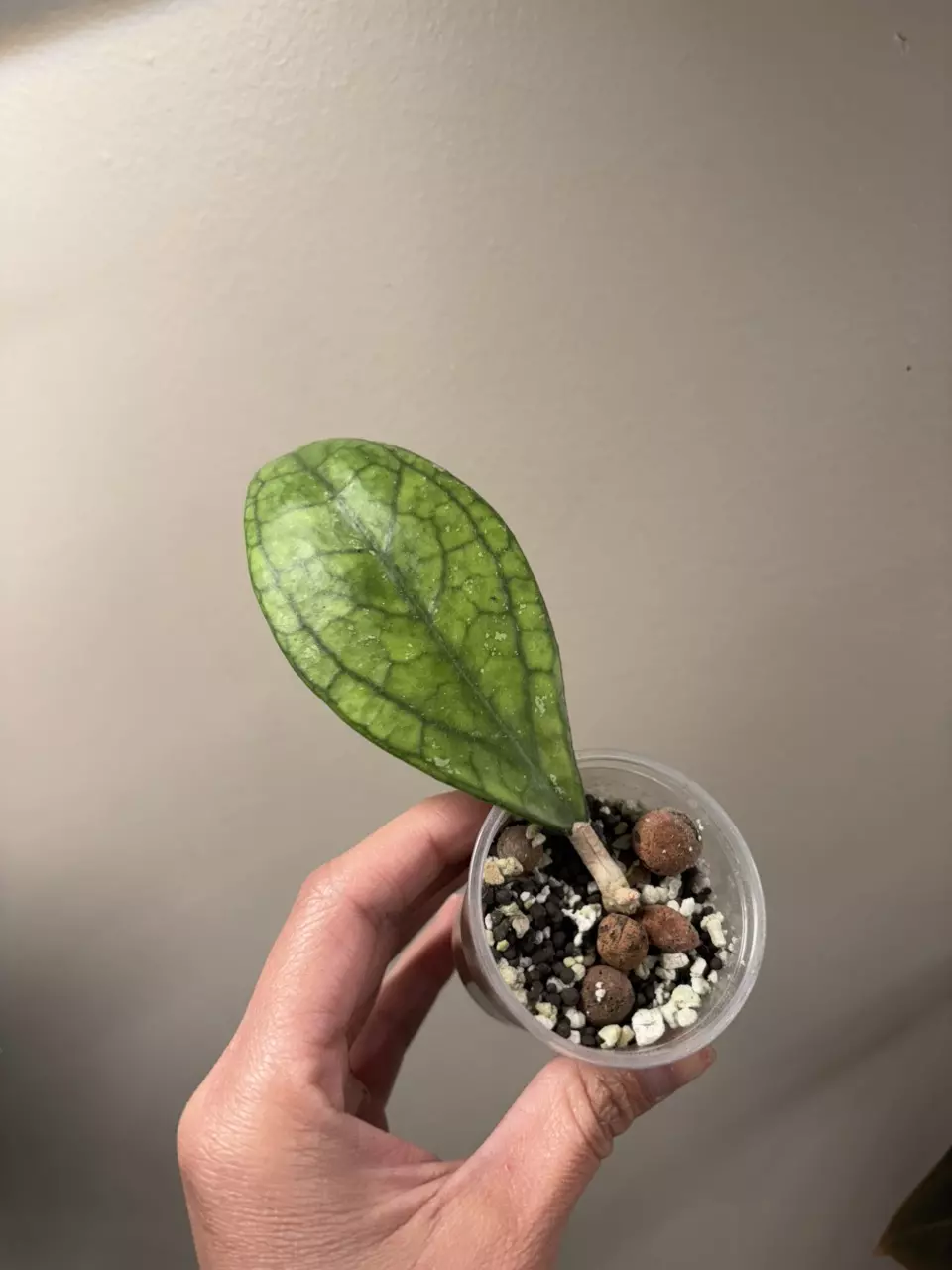 Hoya sp Germany thumbnail