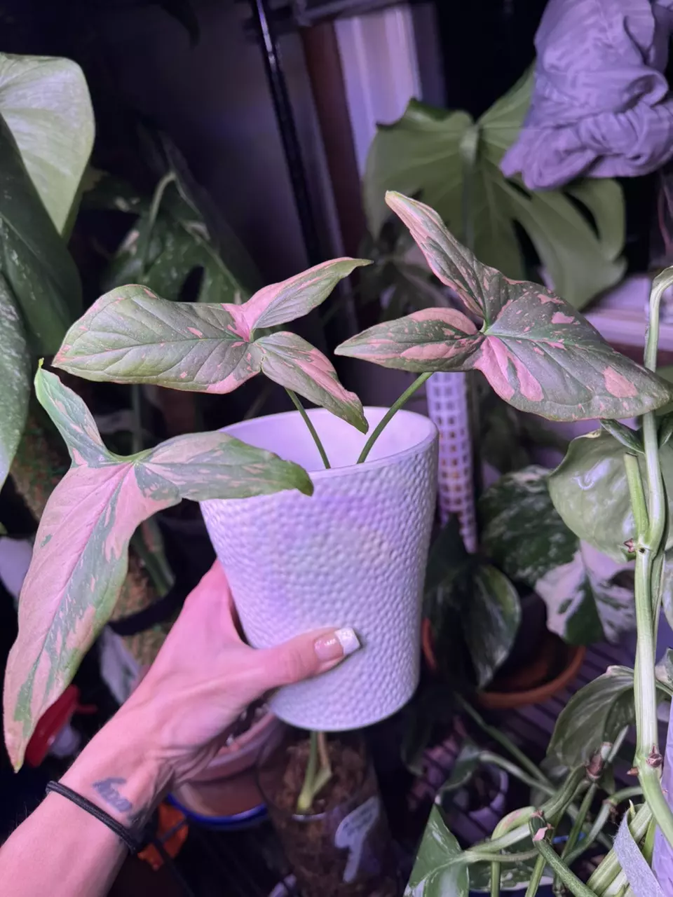 Pink Splash/Salmon Syngonium thumbnail