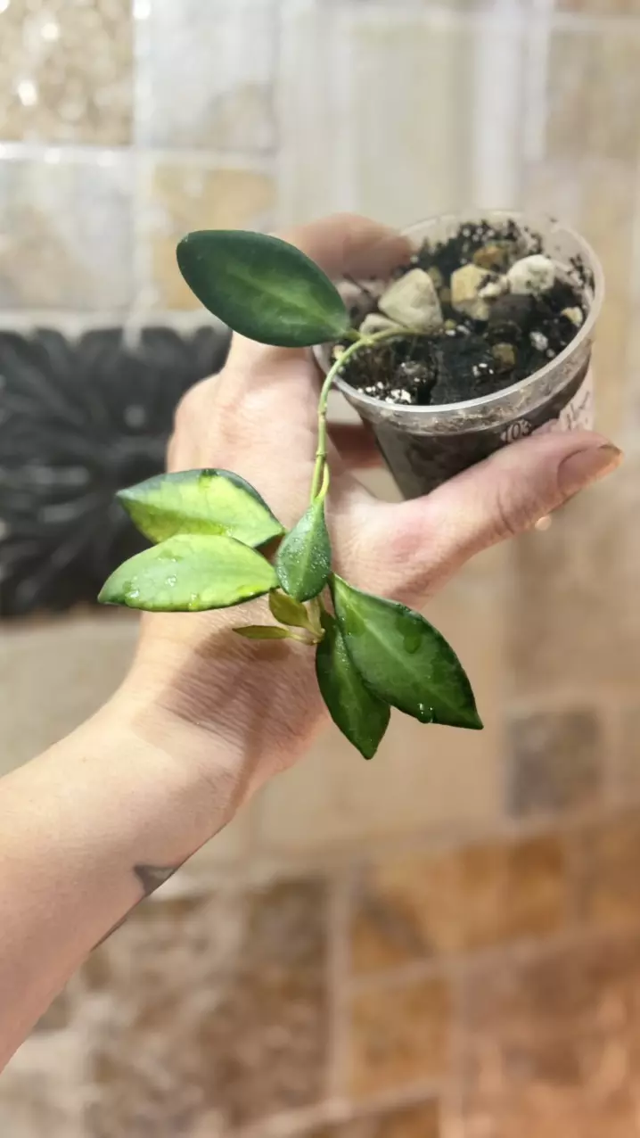 103 Hoya Burtoniae aff Variegated rooted in chunky mix thumbnail