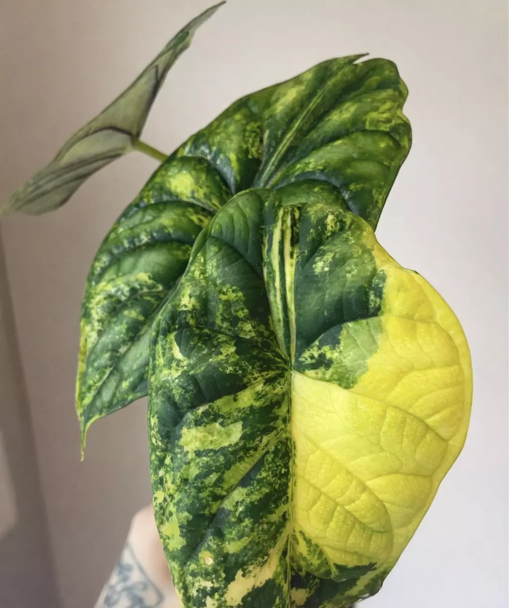 Alocasia Dragon Scale Aurea Corms thumbnail