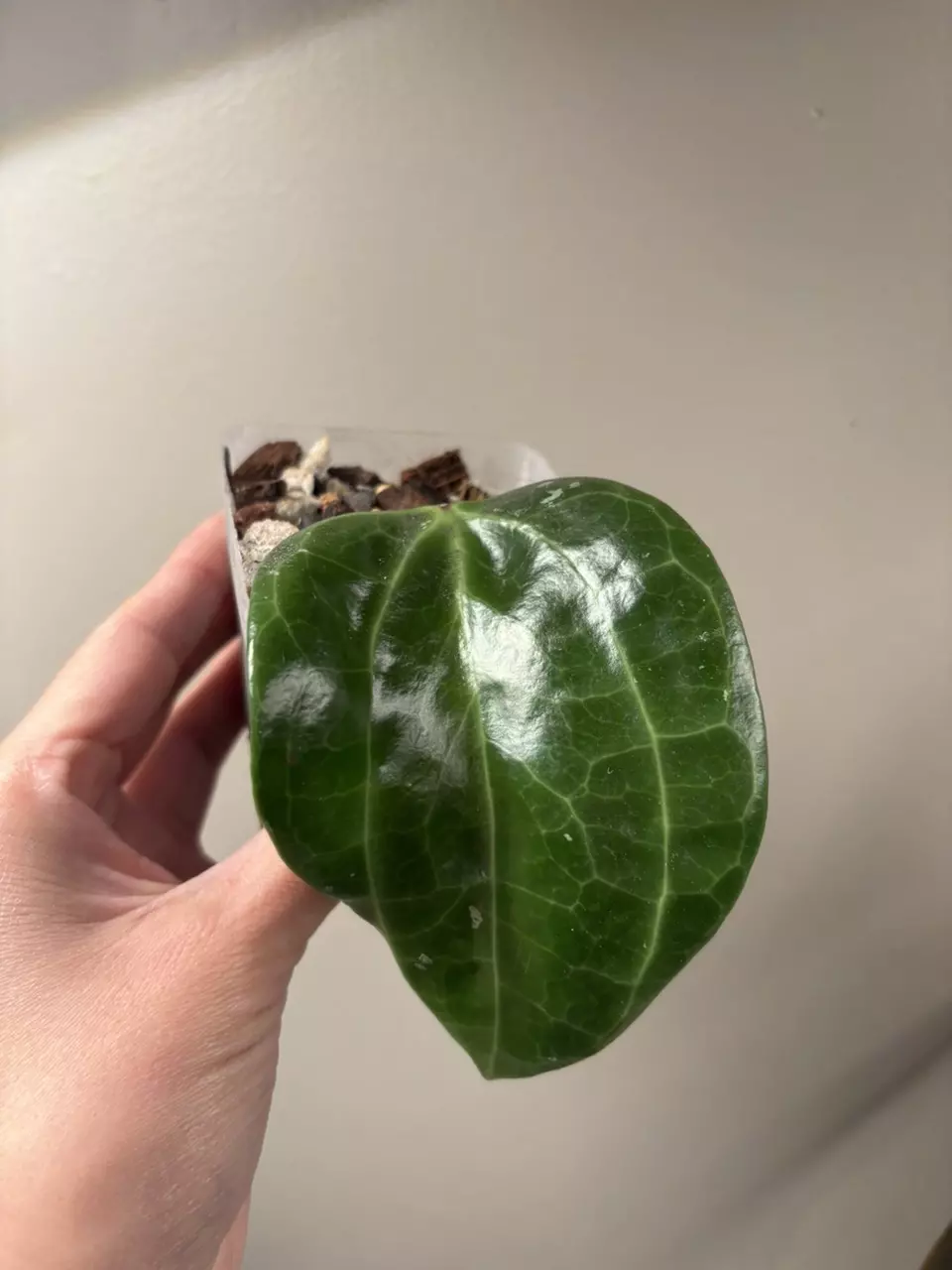Hoya dinner plate thumbnail