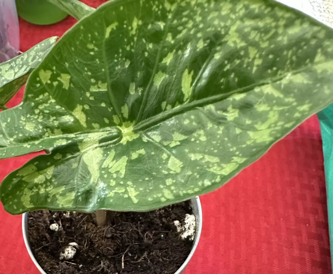 Alocasia Shattered Glass Corm thumbnail