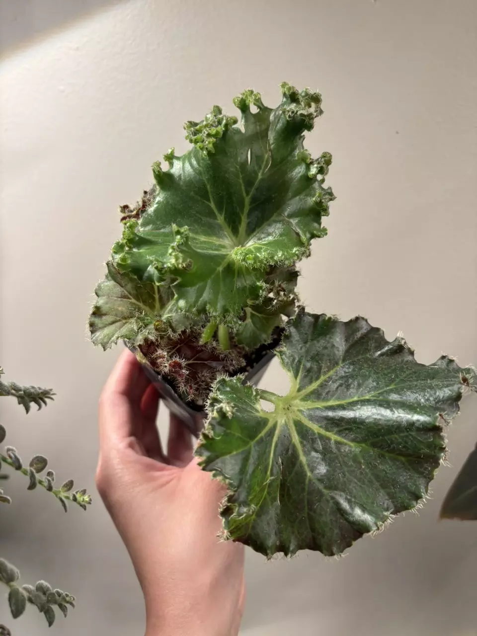 Begonia la cresta thumbnail