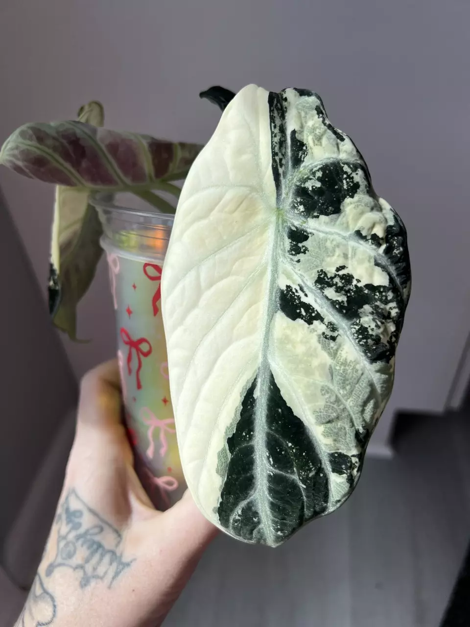 Alocasia True Ninja Albo Corm thumbnail