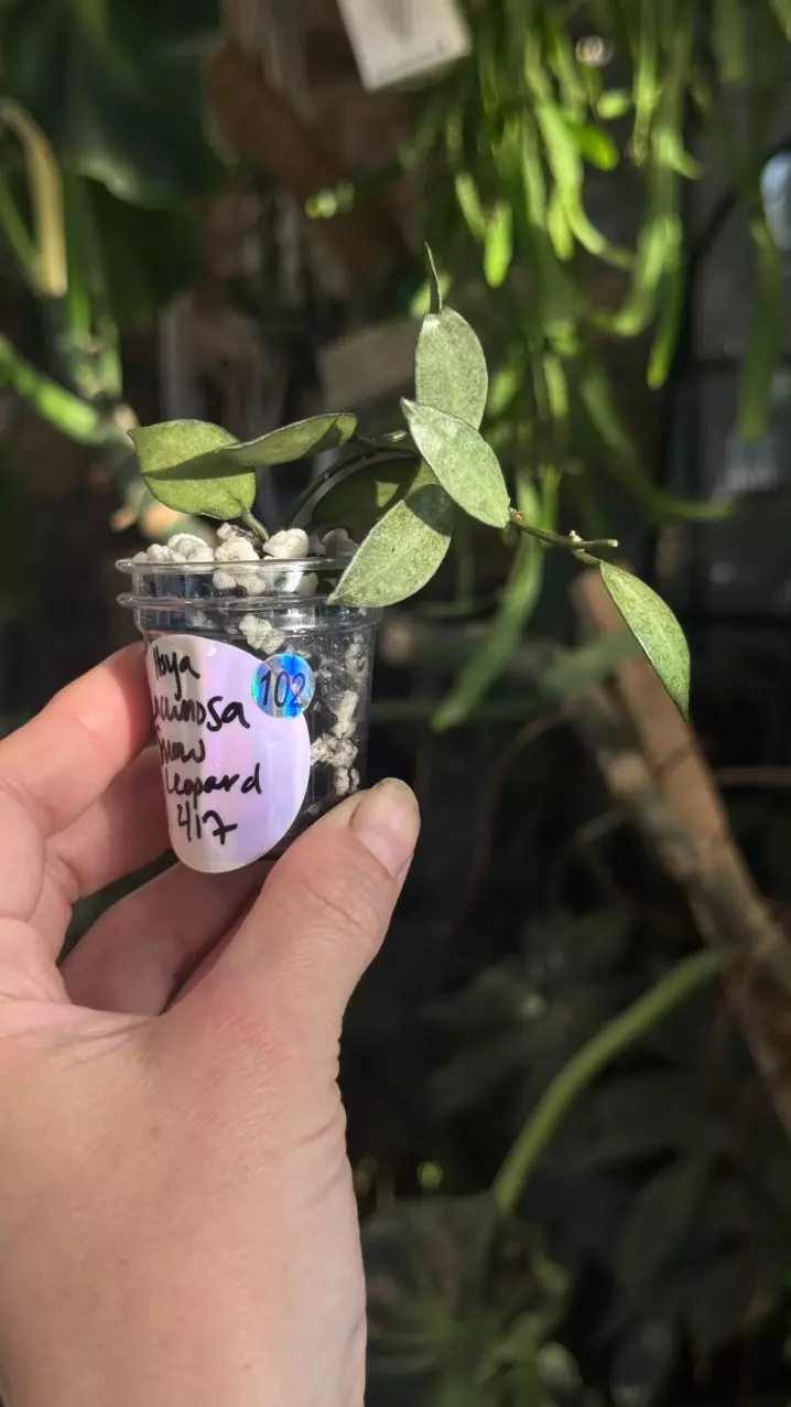 102 Hoya Lacunosa Snow Leopard lightly rooted in Fluval perlite thumbnail