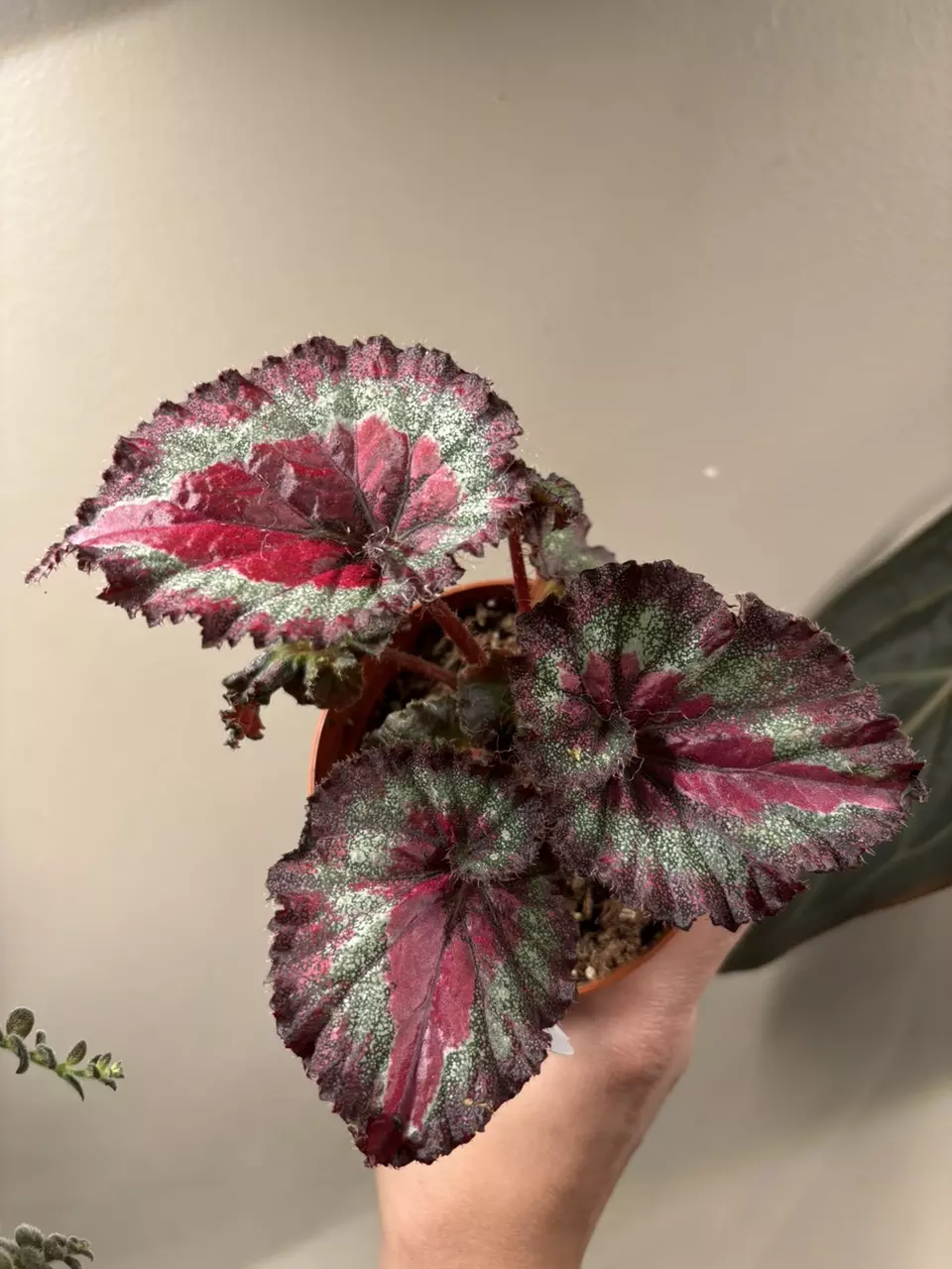 Begonia harmonys jaded heart thumbnail