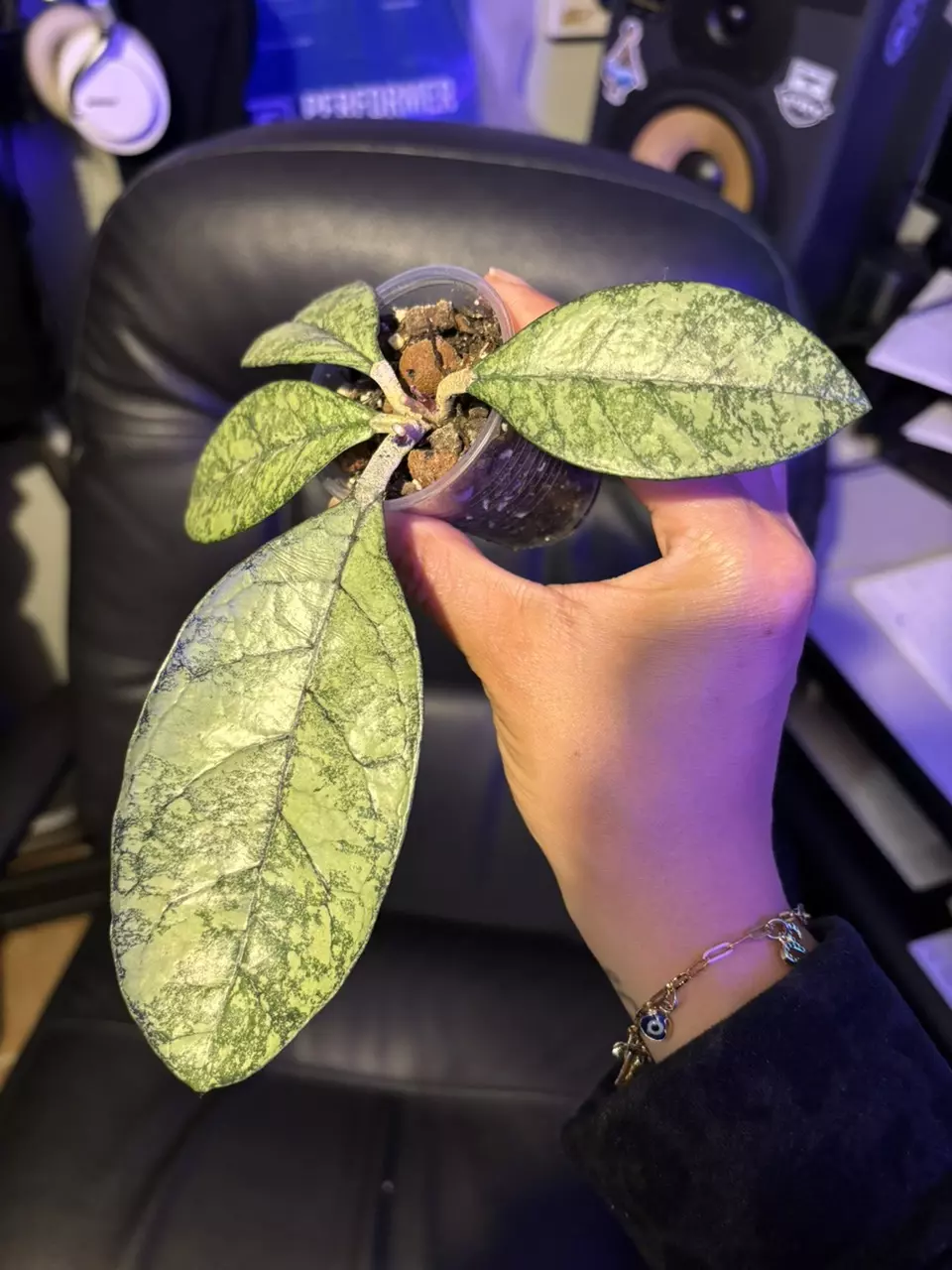 Hoya Crassipetiolata super splash thumbnail