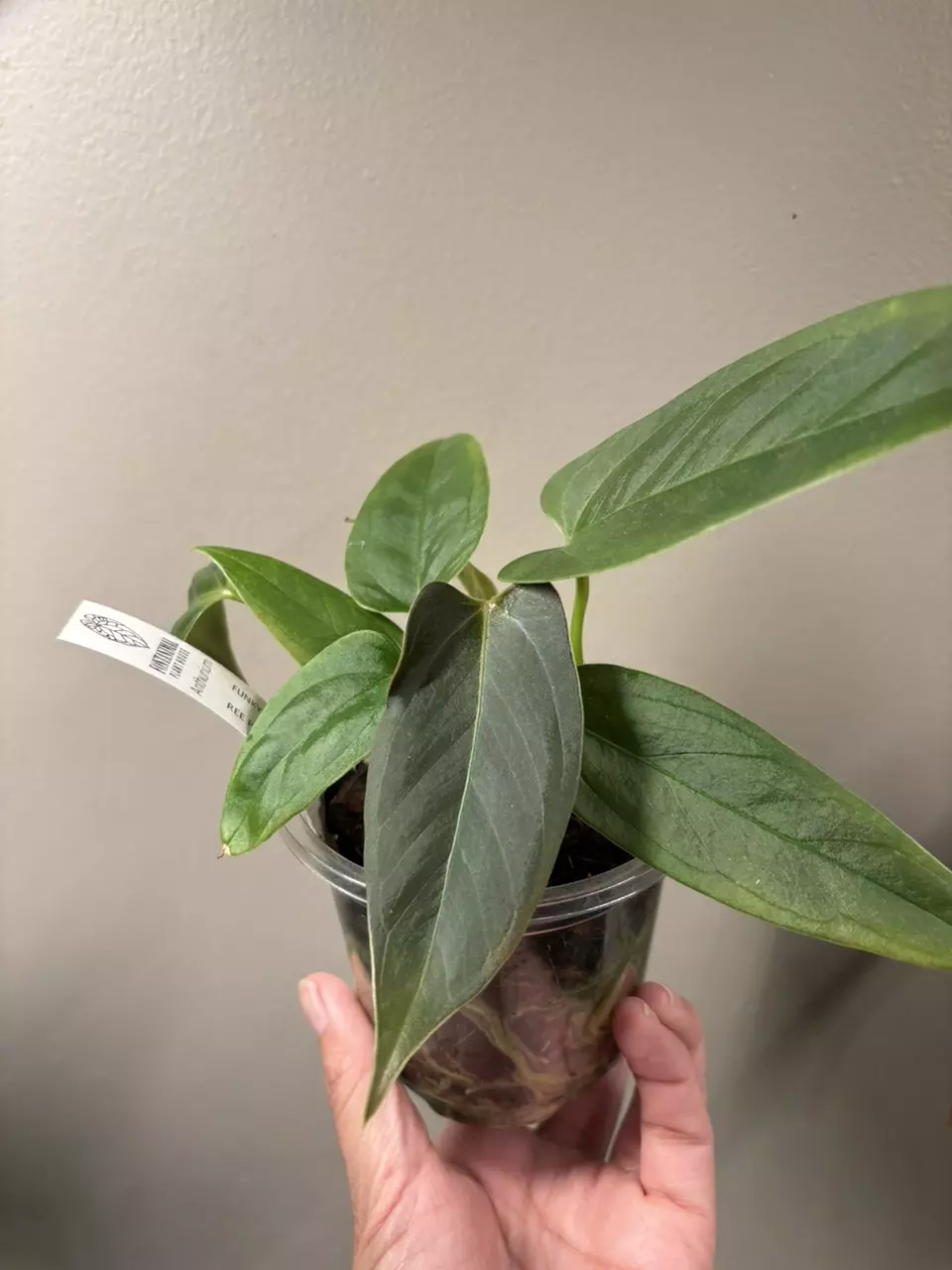 Anthurium funky dark mama x ree portillae thumbnail