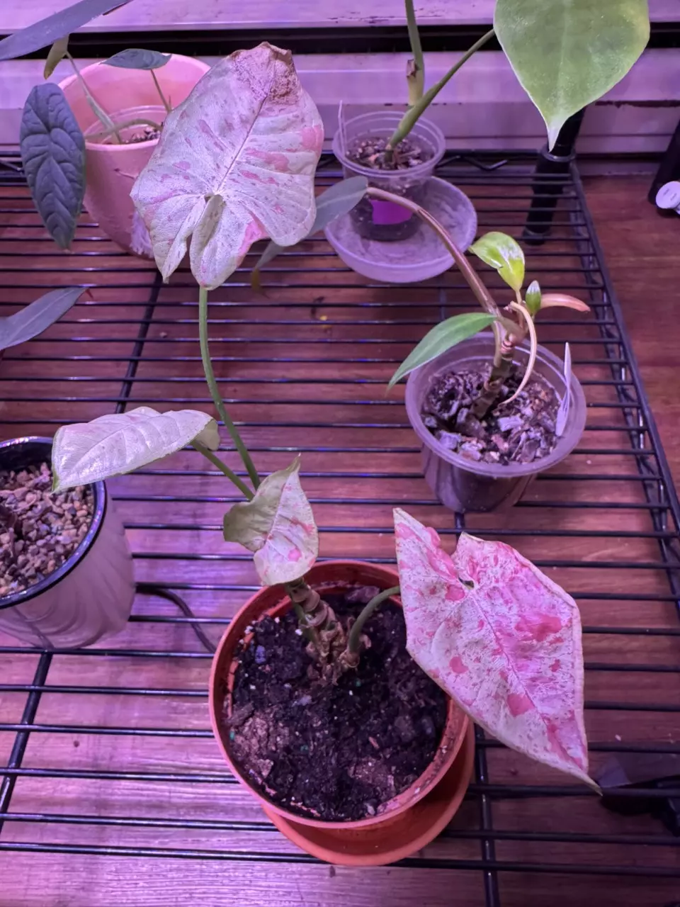 Milk Confetti Syngonium thumbnail