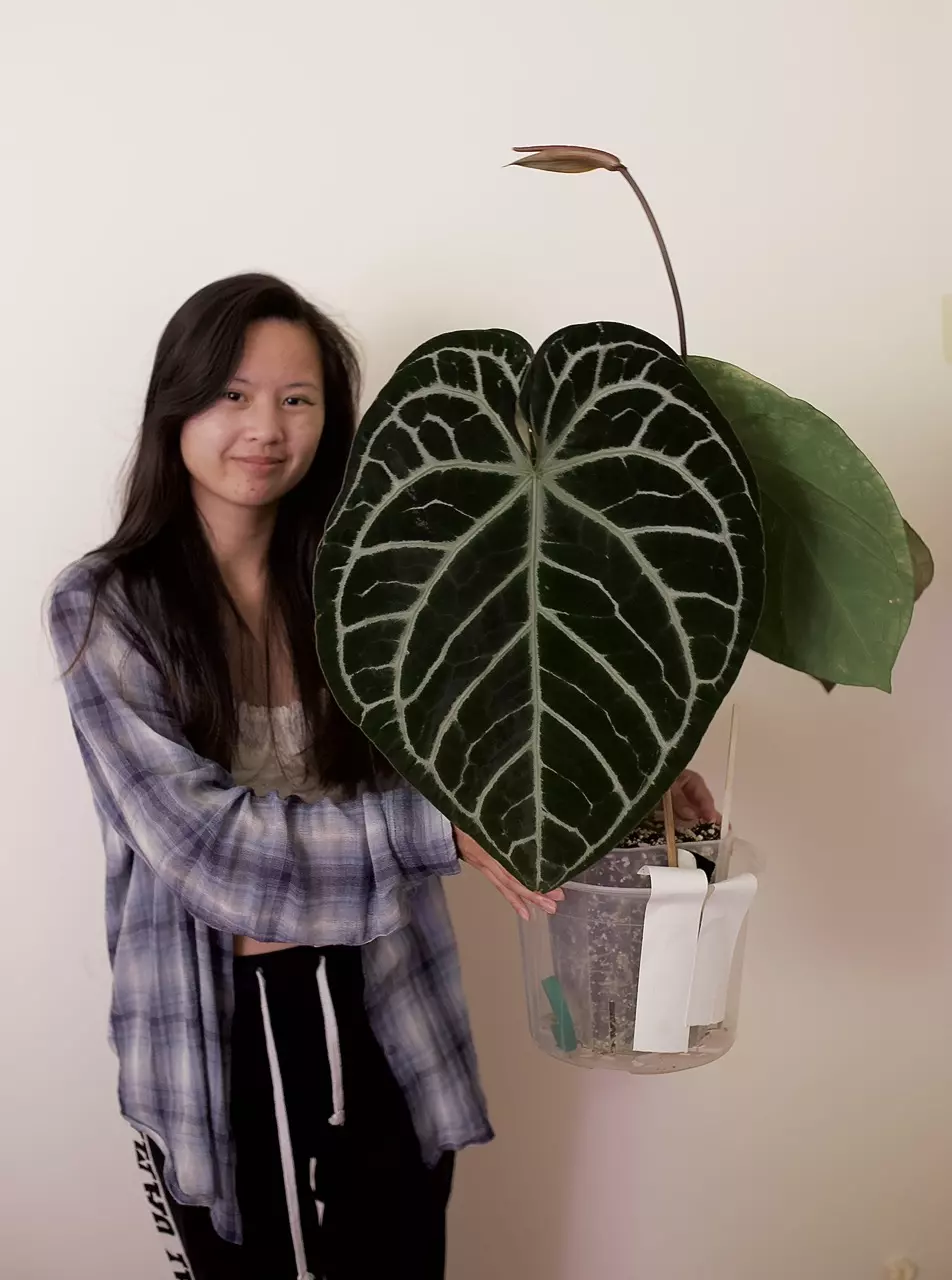 Big Plant Help thumbnail