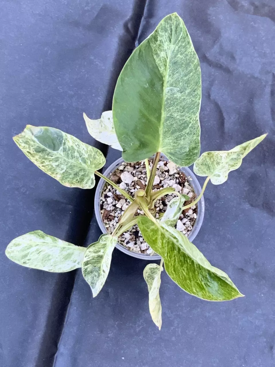 Philodendron Emerald Ice Variegated thumbnail