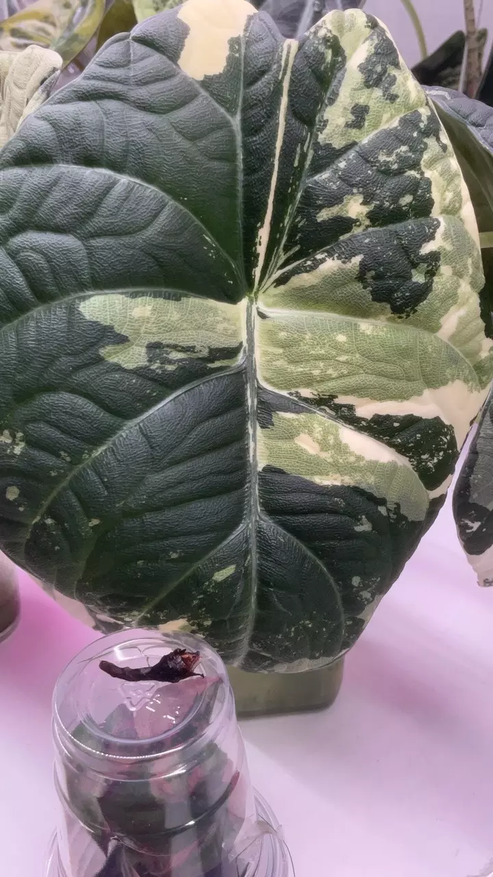 Alocasia maharani tricolor ( small sprouting corm) thumbnail