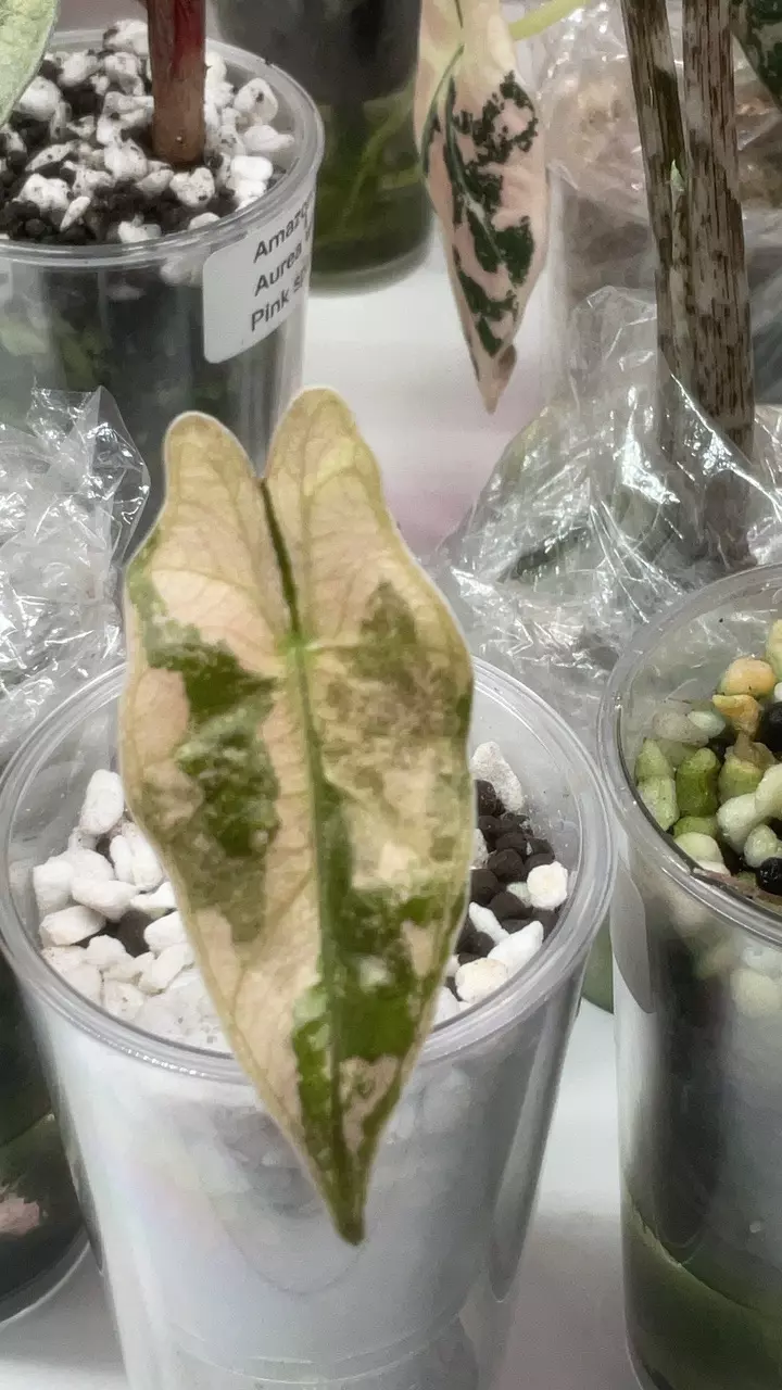 Alocasia pink pseudo highly variegated (pup only) thumbnail