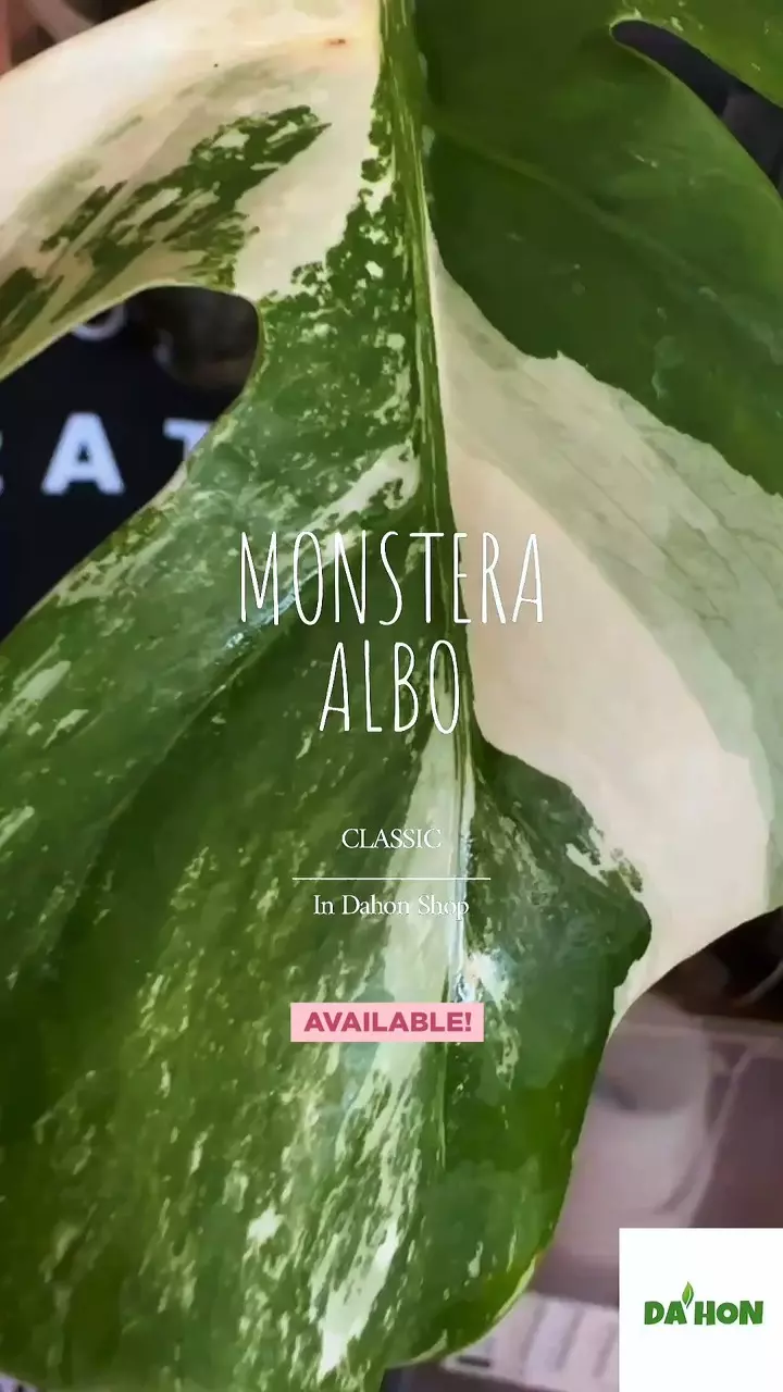 Monstera Albo -4” thumbnail