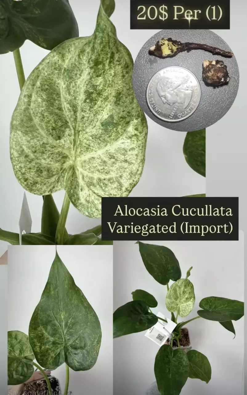 Alocasia Cucullata Var Corms thumbnail