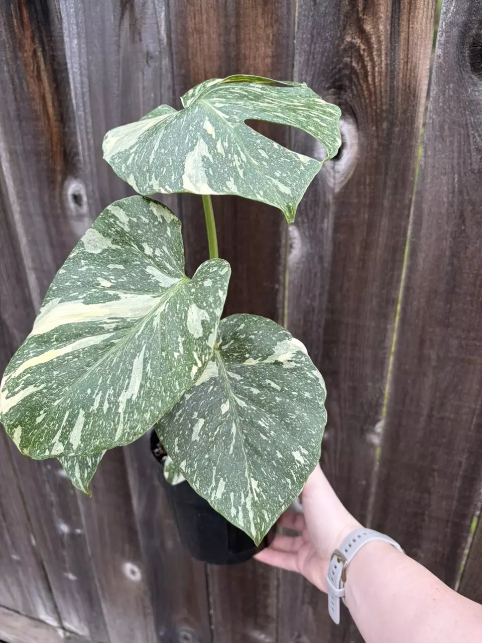 Monstera Thai Constellation thumbnail