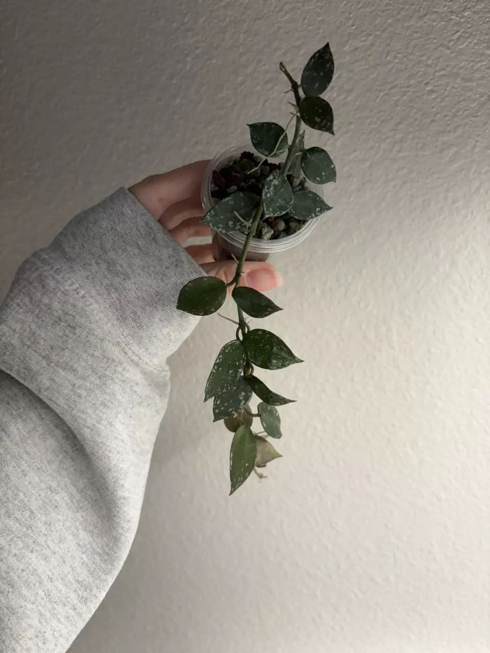 Hoya Krohniana Silver thumbnail