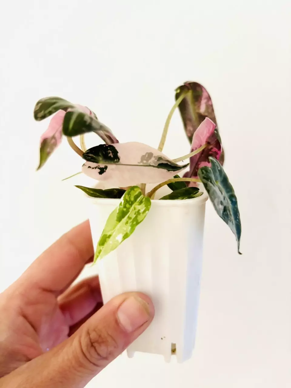 Alocasia pink mint bambino plant - thumbnail