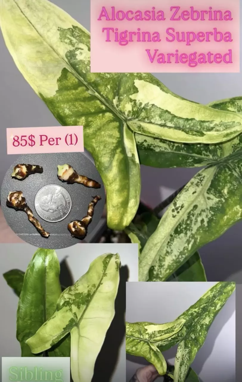 Alocasia Zebrina Tigrina Superba Var Corms thumbnail