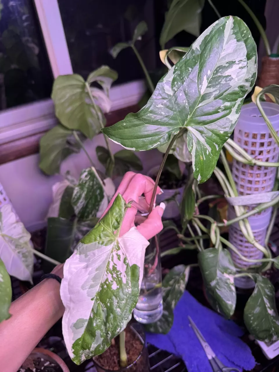 Syngonium Albo thumbnail