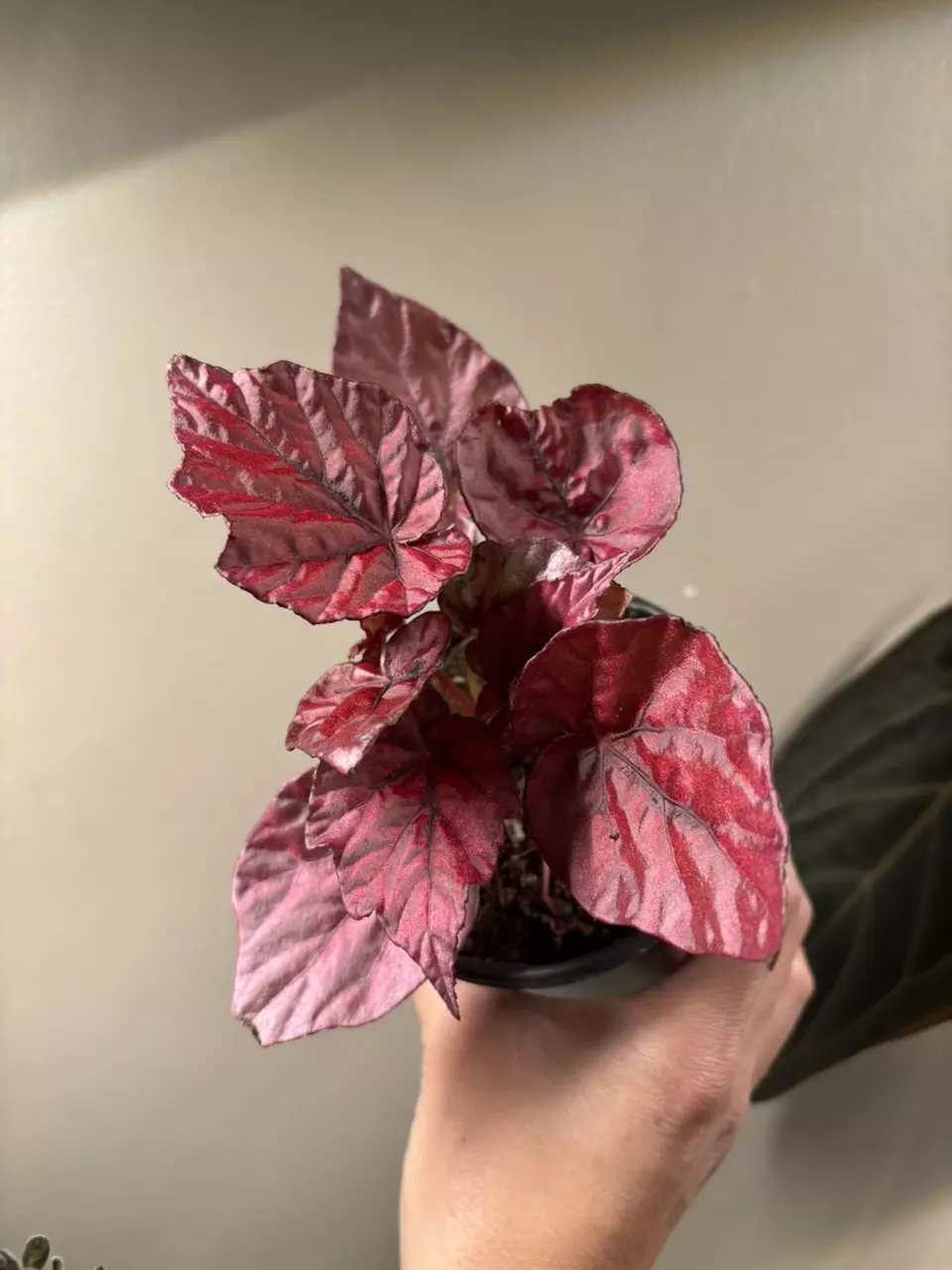 Begonia Inca Flame thumbnail