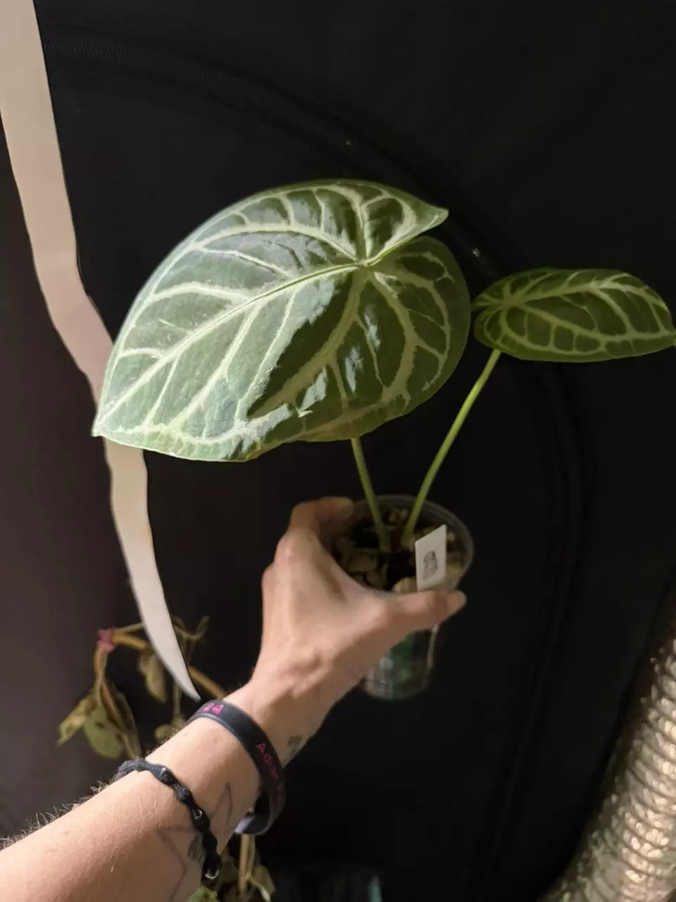 Black widow x Michelle thumbnail