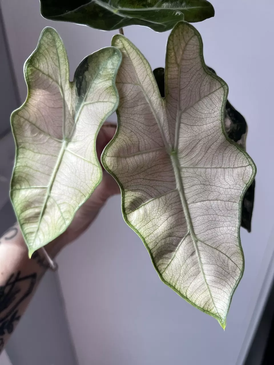 Alocasia Sanderiana Pseudo Pink/Mint Corm thumbnail