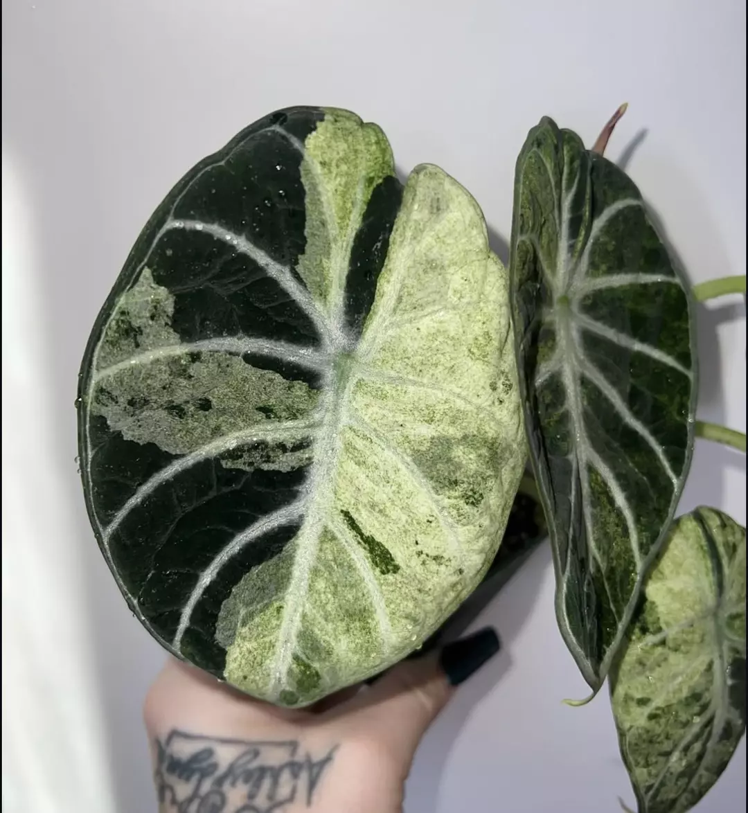 Alocasia Ninja Tricolor/Splash Corms thumbnail