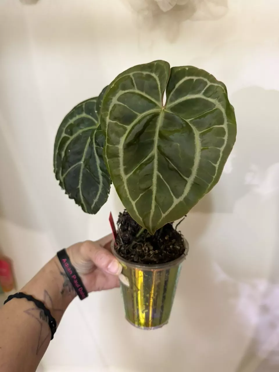 Sharpie x Michelle thumbnail