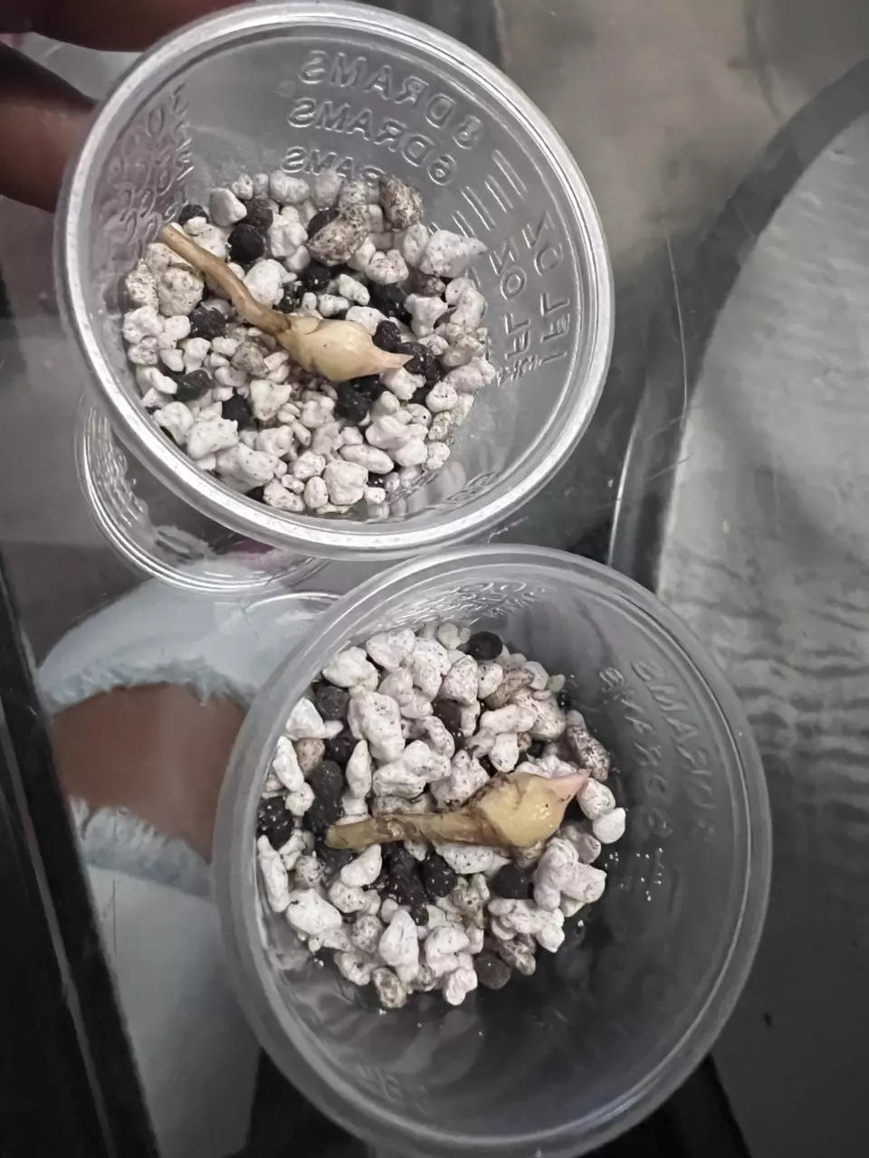 Pseudo Corm 4and5 thumbnail