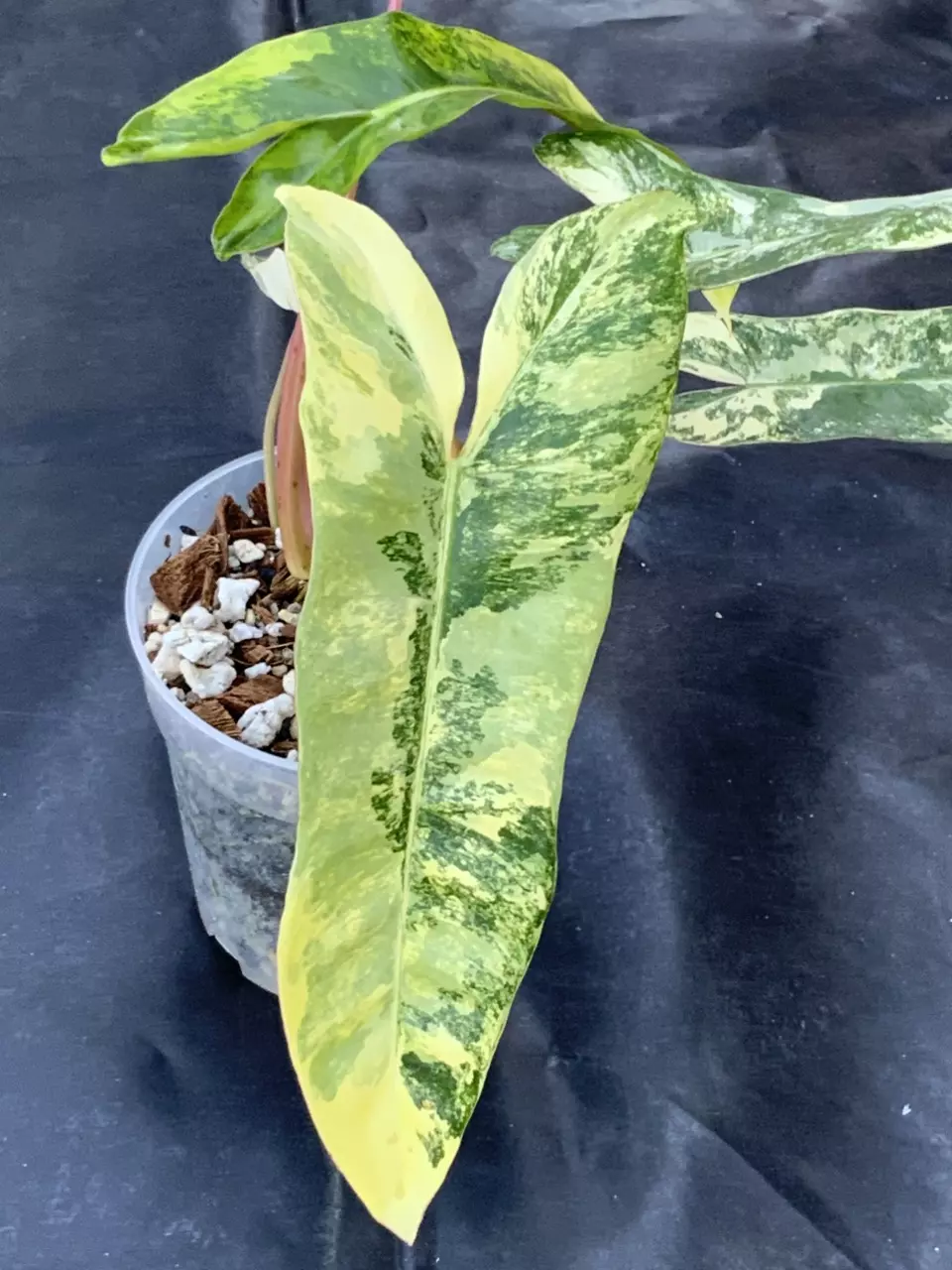 Philodendron Florida Beauty x Mayoii x Billietiae Variegated thumbnail