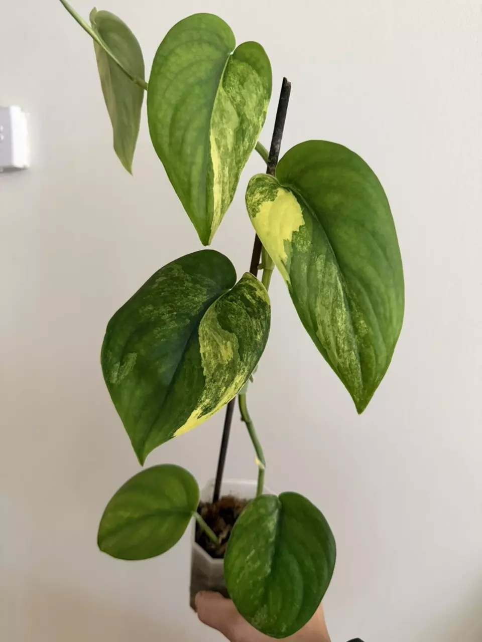 Jade Satin Aurea One leaf cutting thumbnail