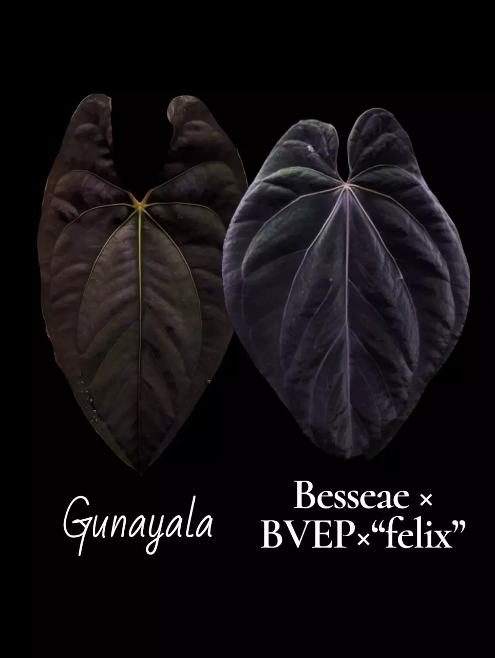 Gunayala X
Besseae × (BVEP×"felix") thumbnail