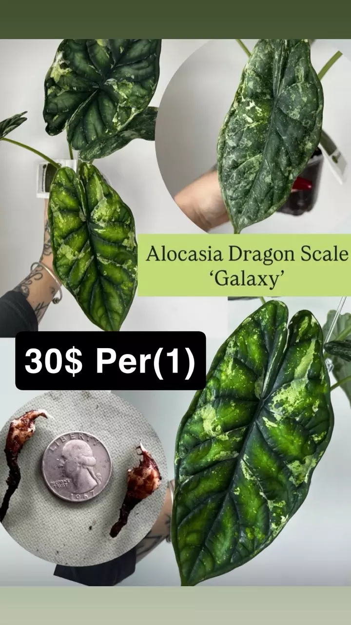 Alocasia Dragon Scale ‘Galaxy’ thumbnail
