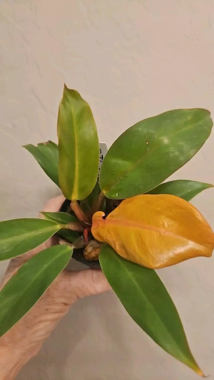 Philo Prince of Orange thumbnail