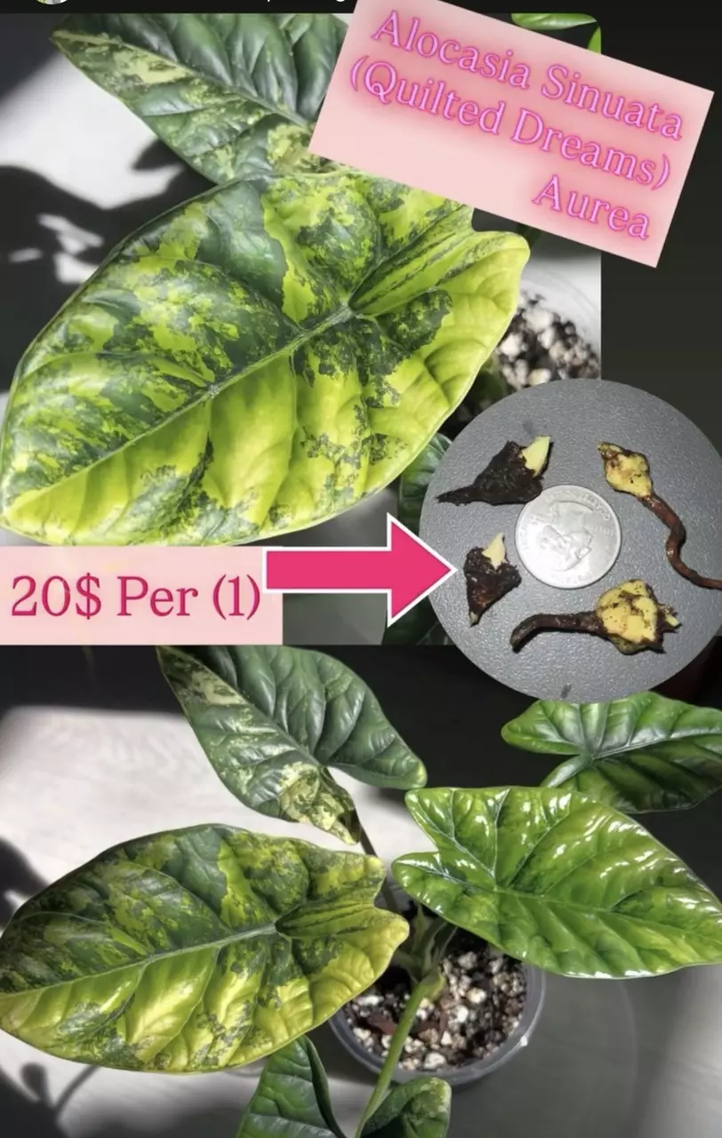 Alocasia Sinuata Aurea Corm thumbnail