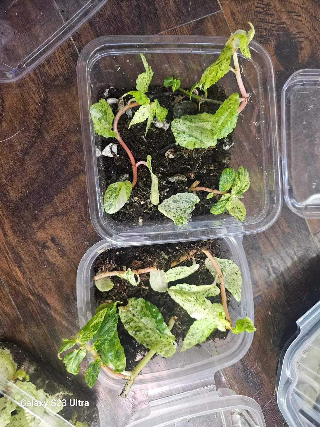 Begonia Pellonia Repens Peppermint 5 cuttings thumbnail