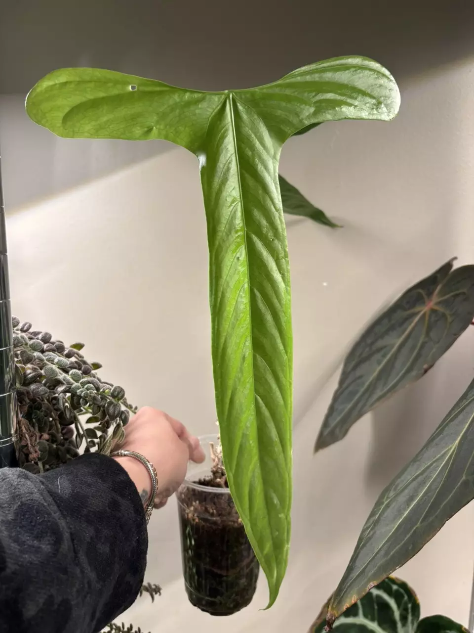 Anthurium falcatum ecuagenera thumbnail