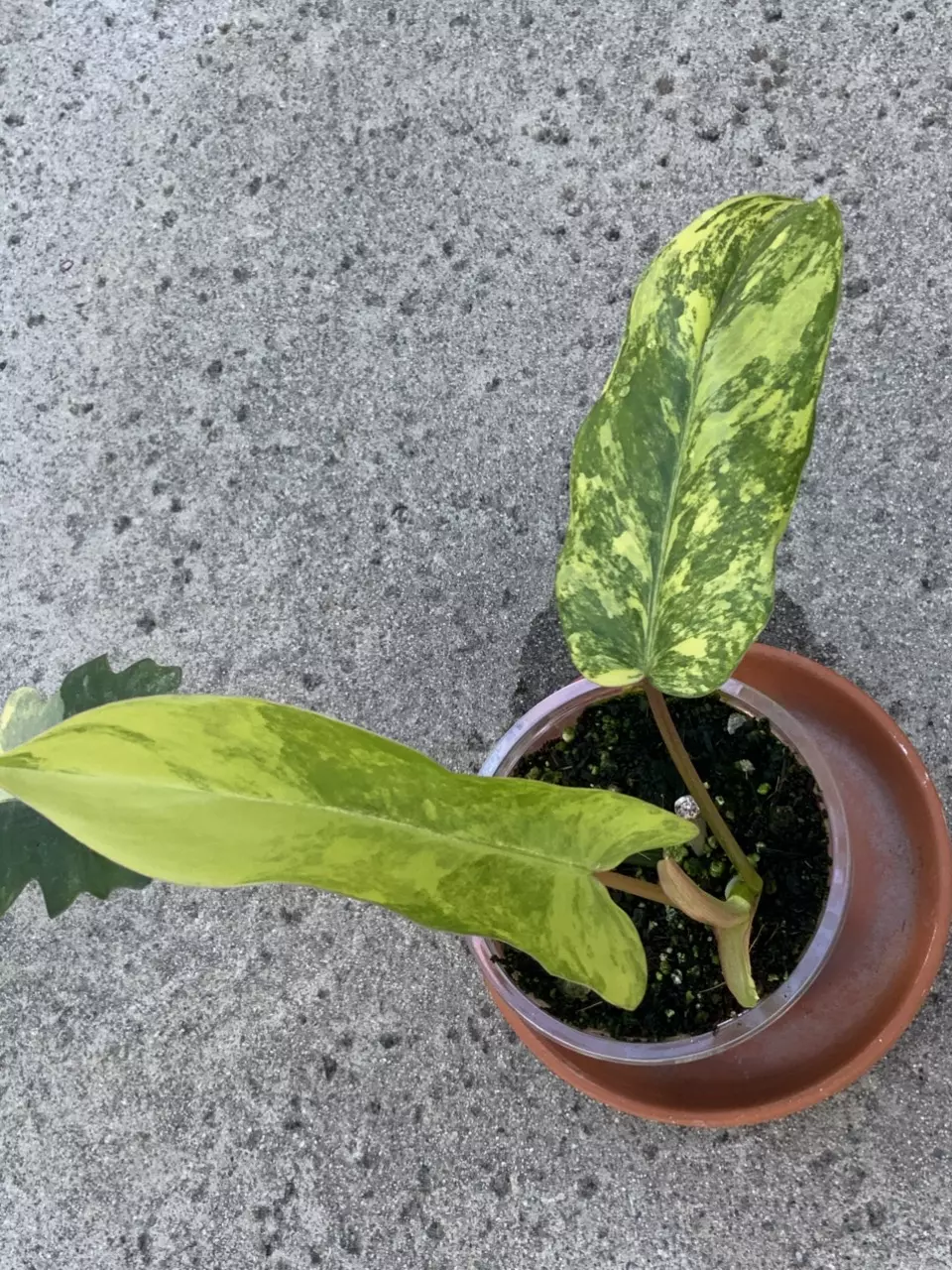 Philodendron Florida Beauty x Mayoii Variegated Narrow Form Sprouted Mid Cut thumbnail