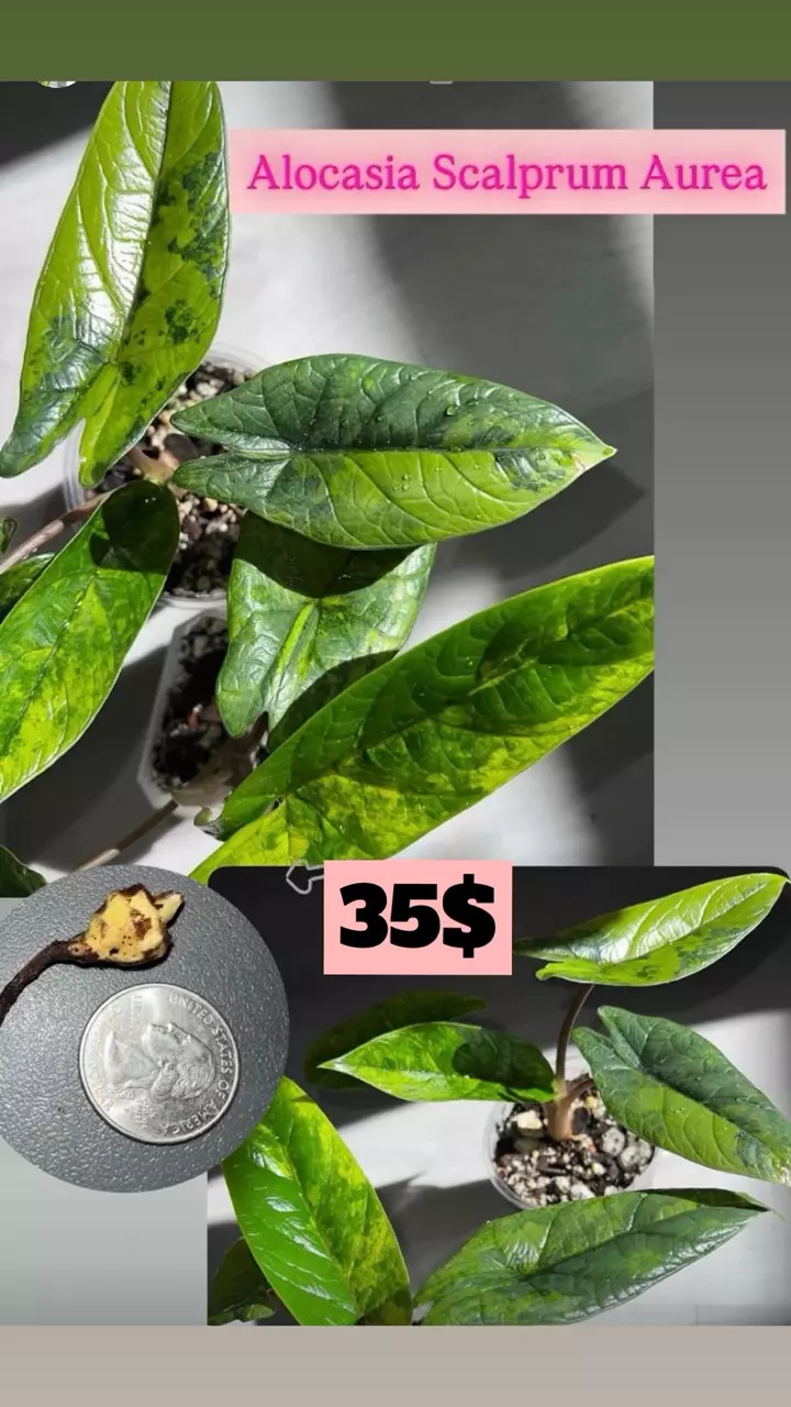 Alocasia Scalprum Aurea Corm thumbnail