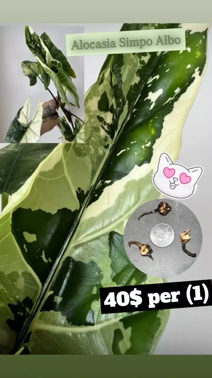 Alocasia Simpo Albo Corms thumbnail